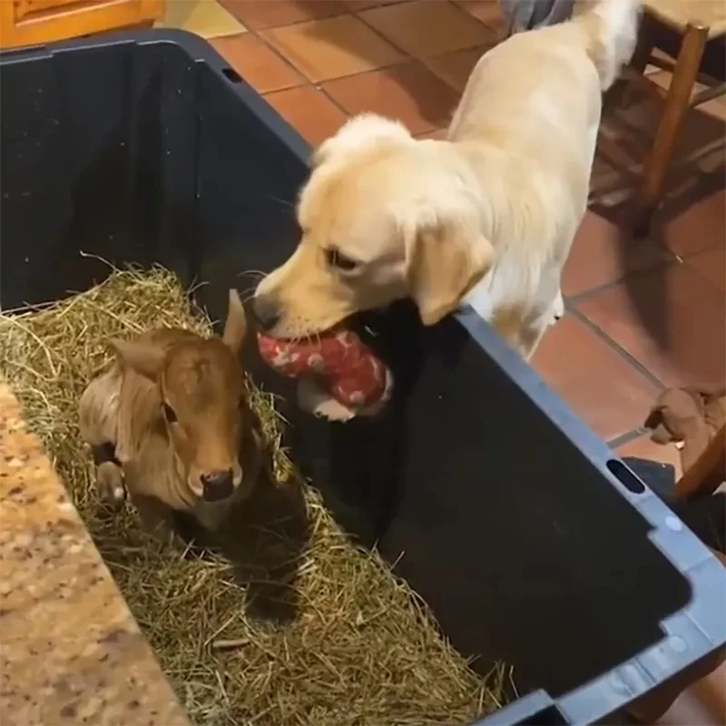 Golden Retriever Sharing His Plushie With Fellow Calf