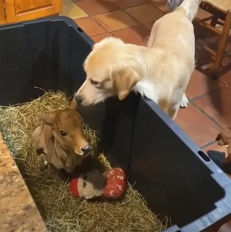 Golden Retriever Sharing His Plushie With Fellow Calf