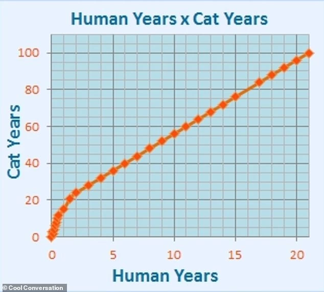 So How To Calculate Your Cat’s Age In Human Years?