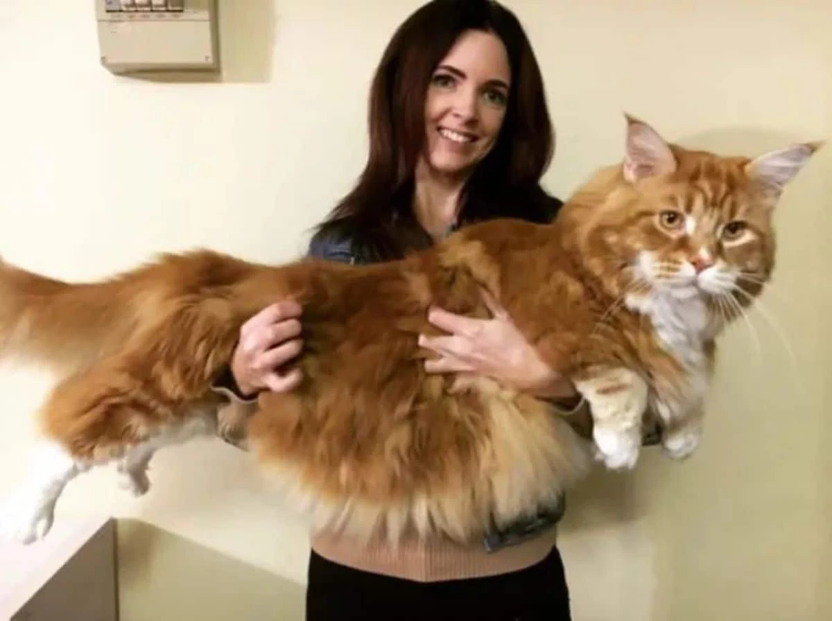 When Do Maine Coons Reach Their Full Potential Size?