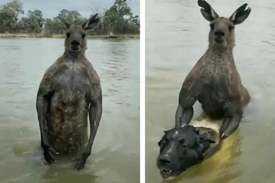 Man fist fights kangaroo to save his dog