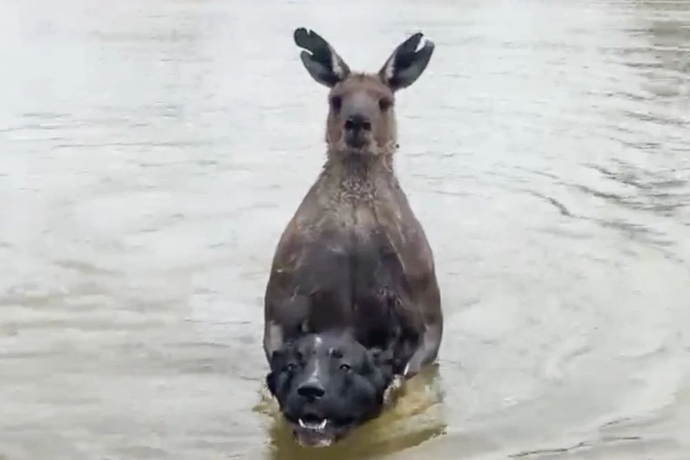 Man fist fights kangaroo to save his dog