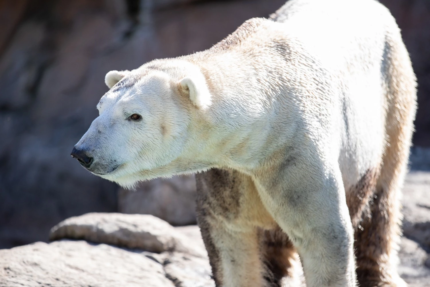 Polar Bear Passes Away Shy Of 20 Years Old