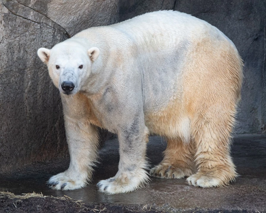 Polar Bear Passes Away Shy Of 20 Years Old