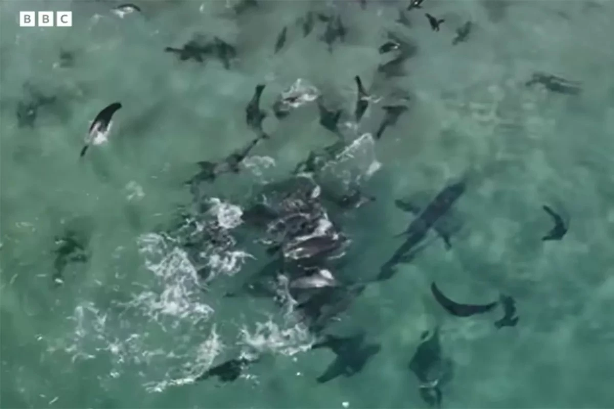 Mob Of Seals Fights Back Great White Shark