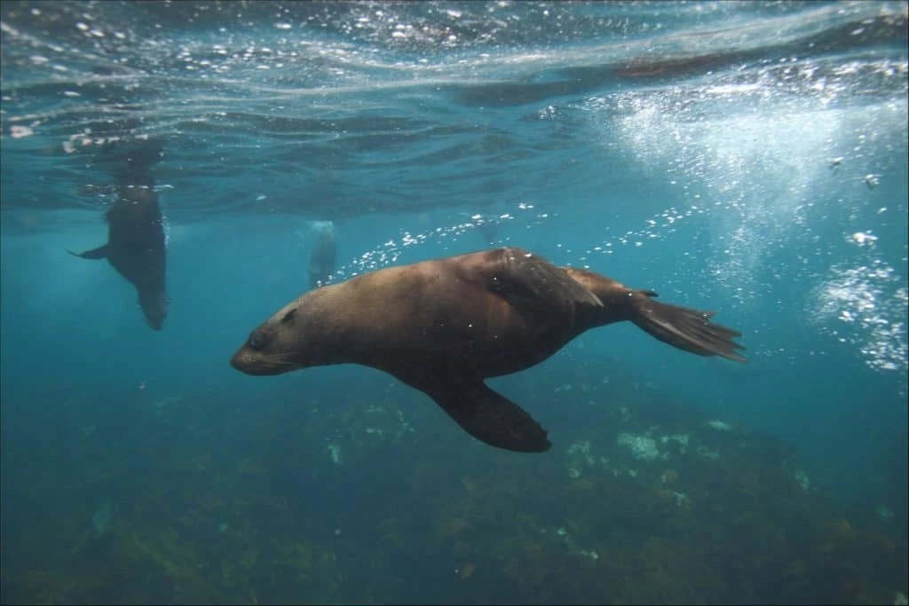 Mob Of Seals Fights Back Great White Shark