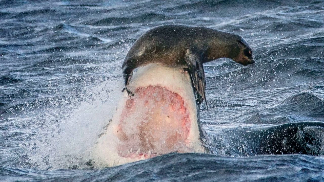 Mob Of Seals Fights Back Great White Shark