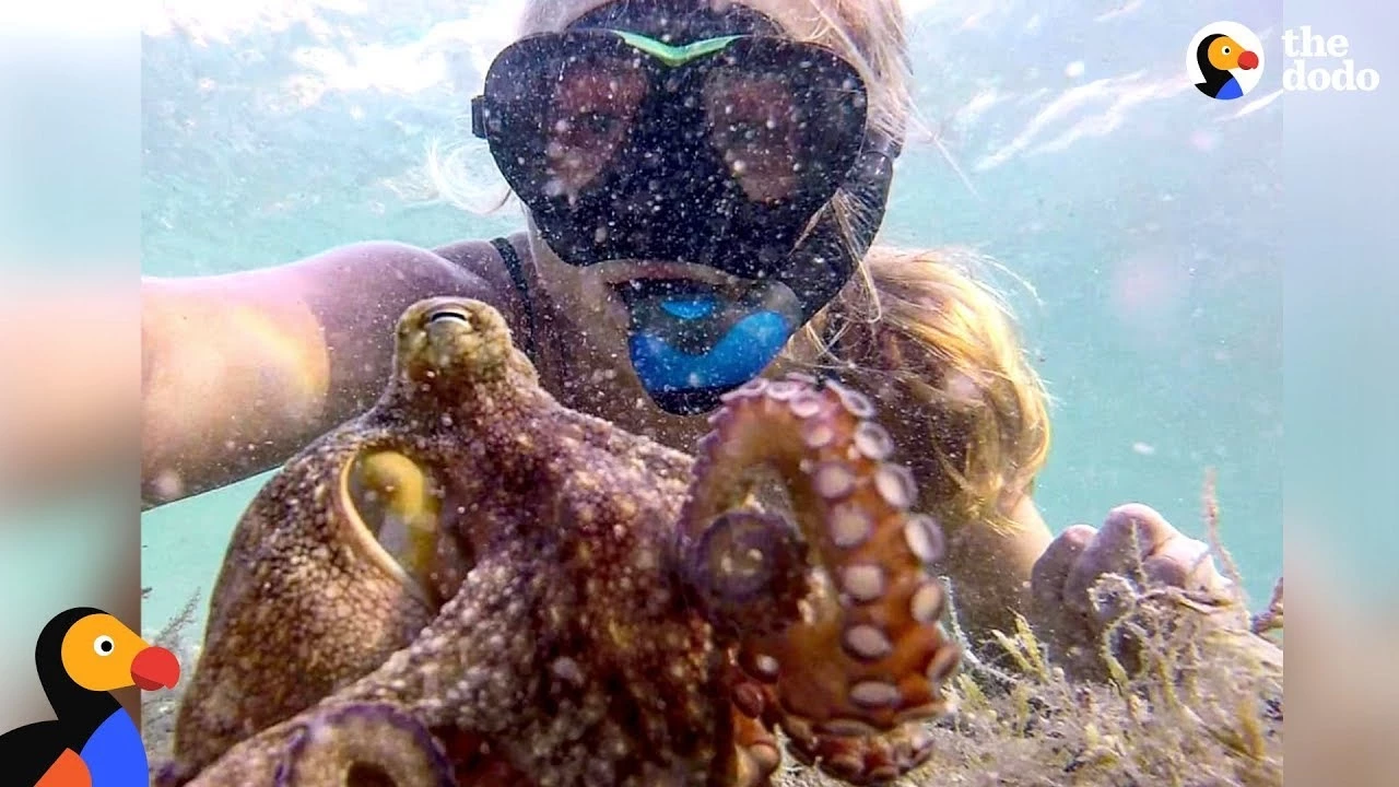 Snorkeler Finds Himself In A Close Call