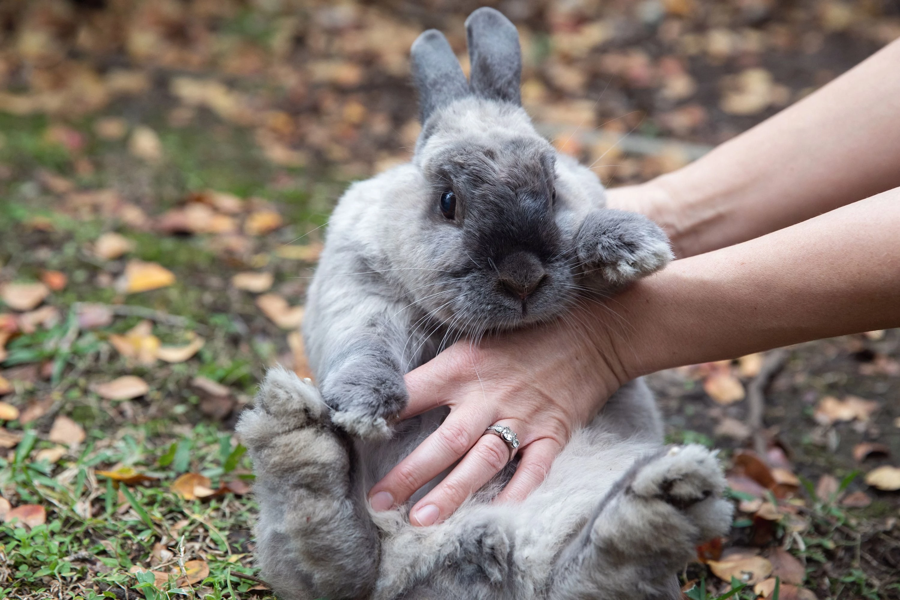 What's the difference between a bunny and a rabbit: Myths And Misconceptions Rectified