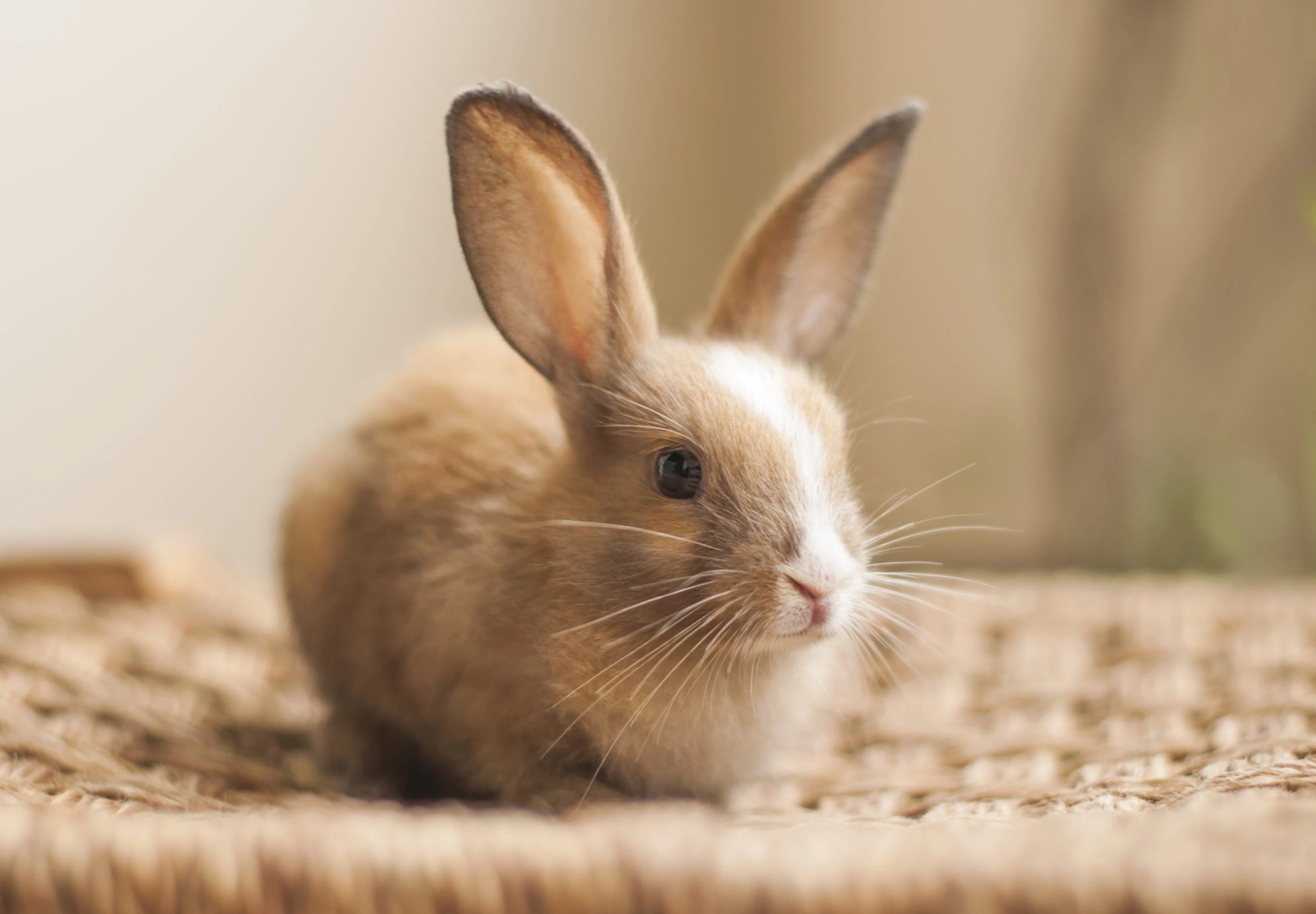 Are rabbits and bunnies the same thing: Myths And Misconceptions Rectified