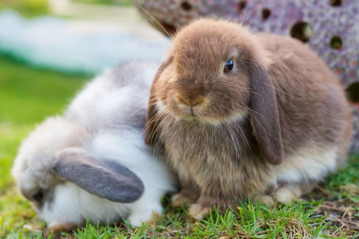 Myths And Misconceptions Rectified - difference between rabbits and bunnies