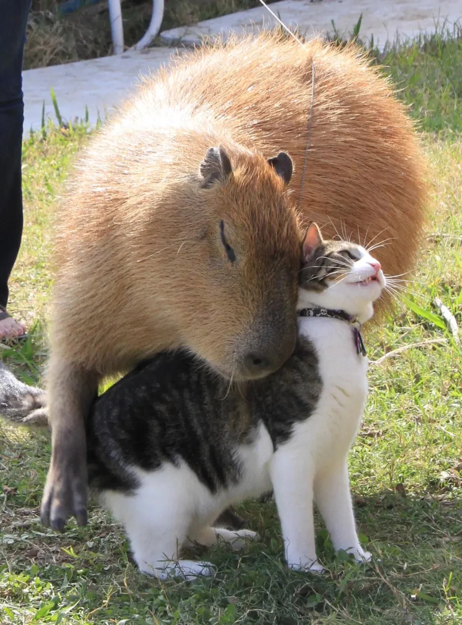 animal similar to capybara