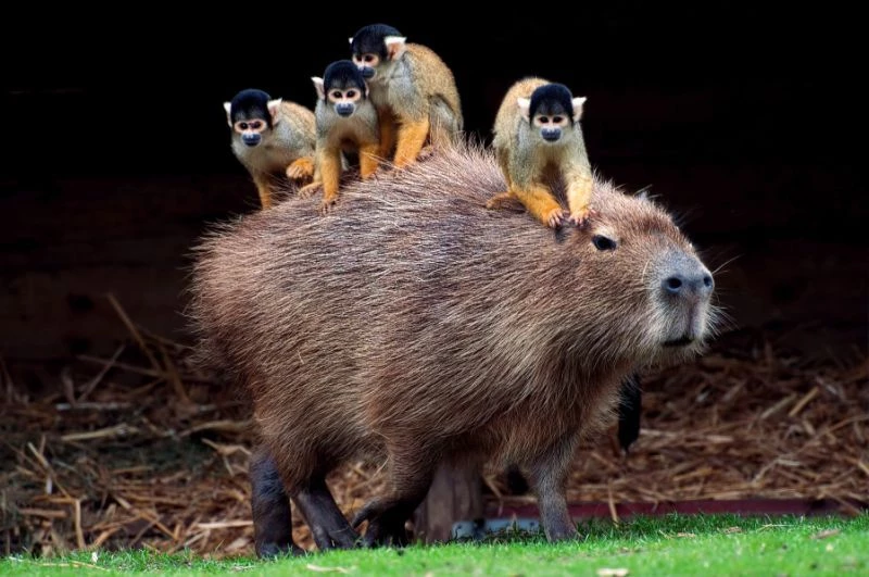 capybaras with other animals