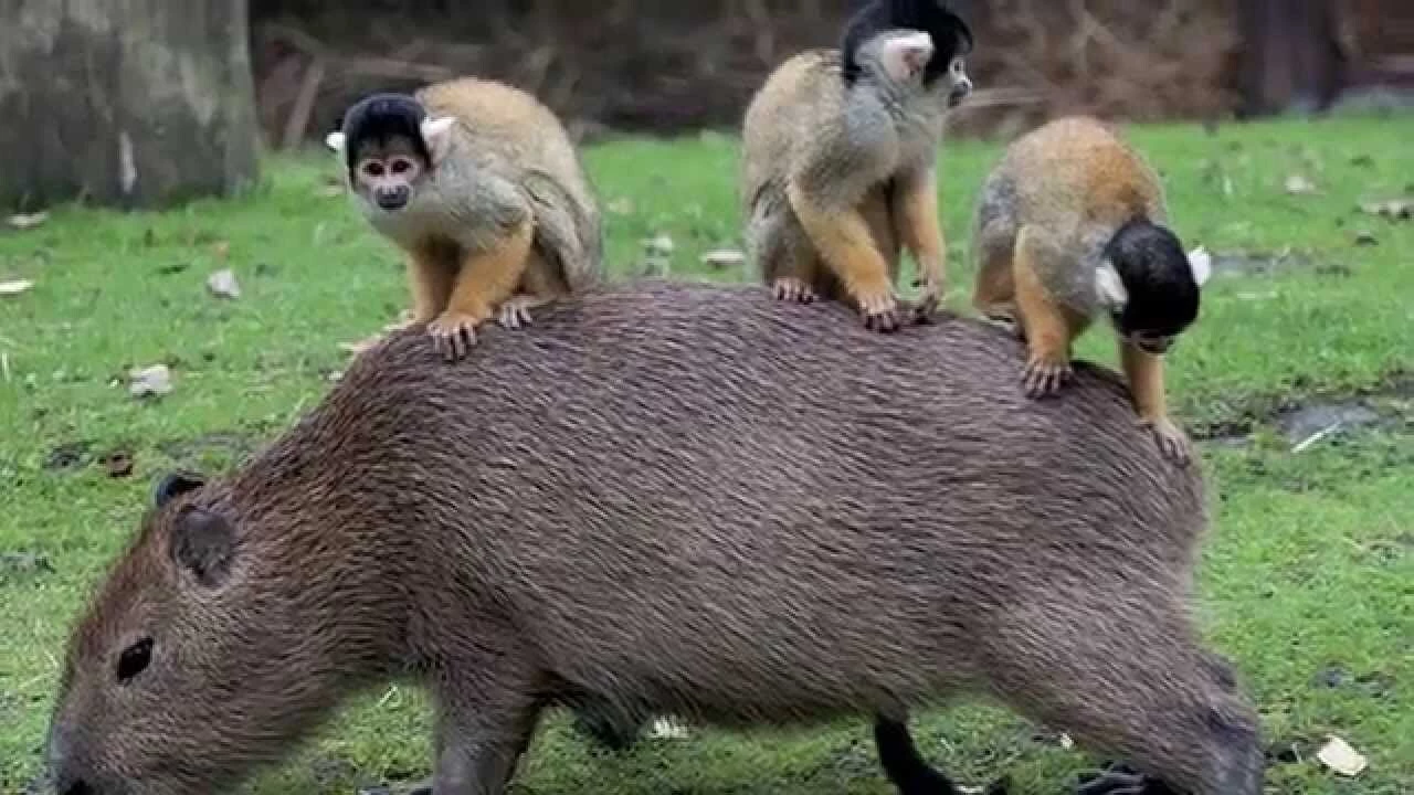 capybara like animals