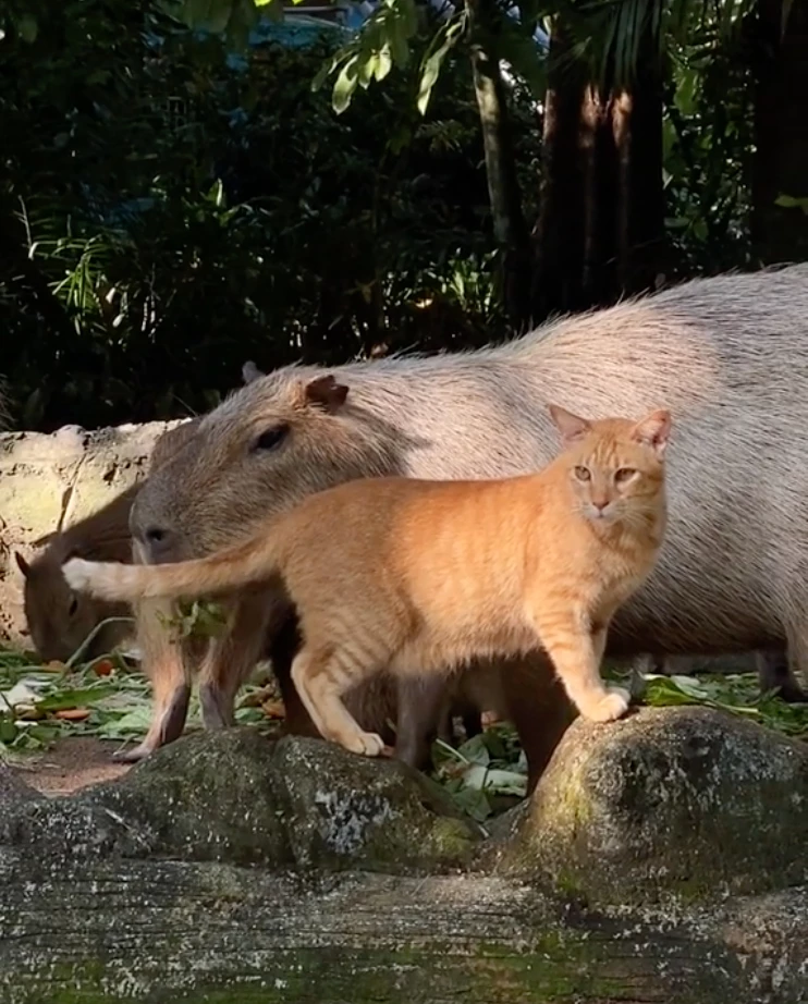 are capybaras friendly to humans
