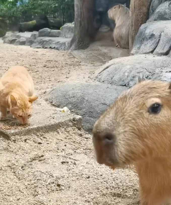 animals that look like capybara