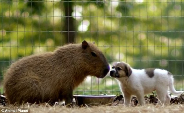 animals similar to capybara