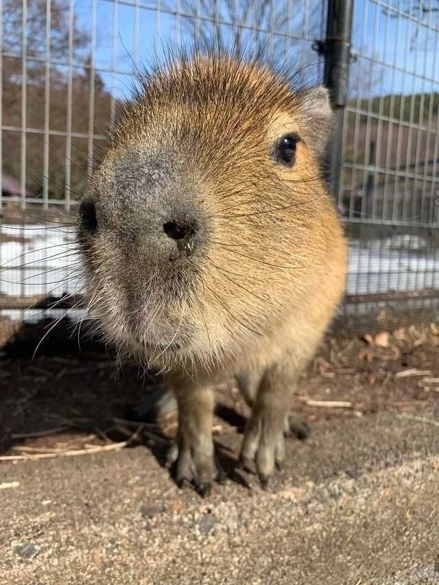 are capybaras friendly