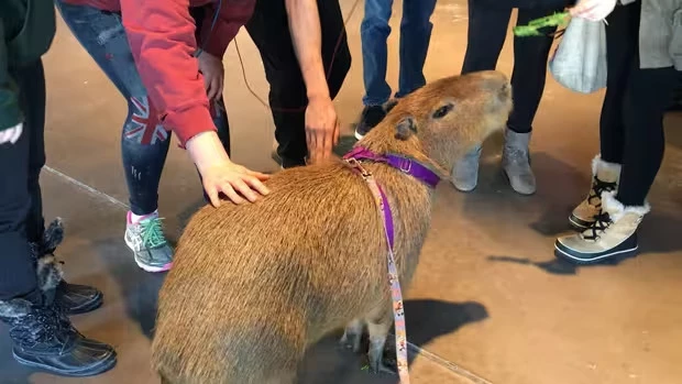 are capybaras nice