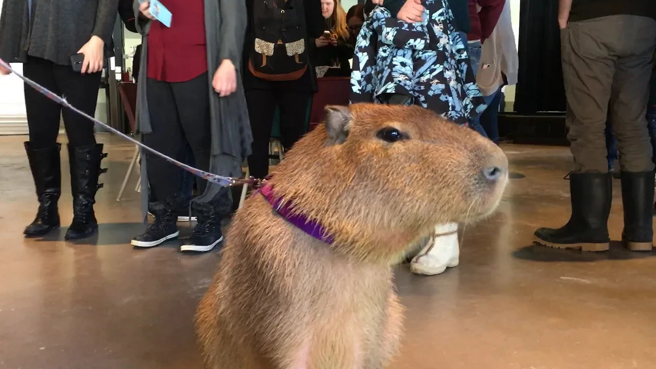 capybara friendliest animal