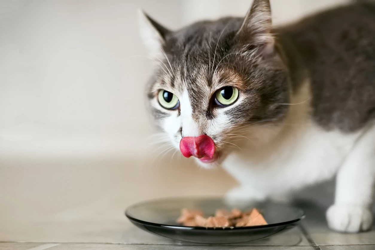 How Long Can Cats Go Without Food - Longer Than You Think - how long can a cat go without water