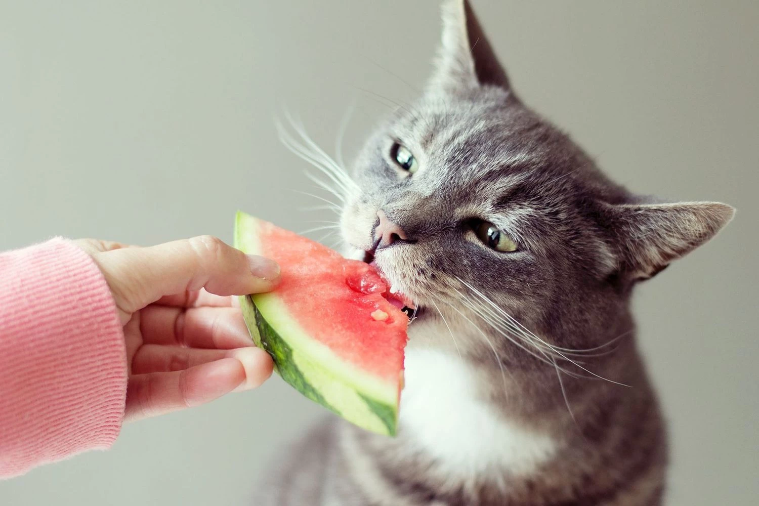 How Long Can Cats Go Without Food - Longer Than You Think - how long can cats go without water