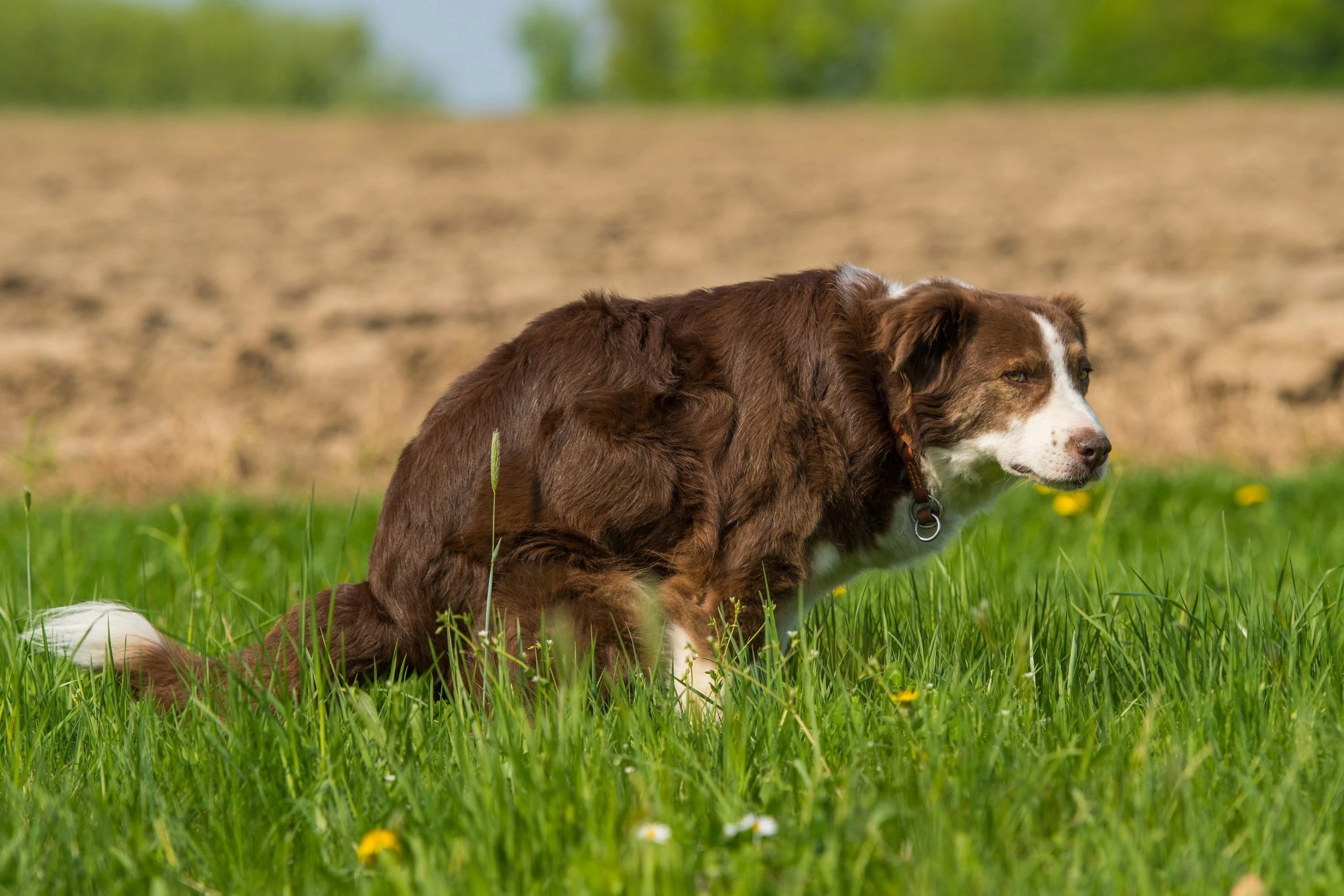 Common Reasons for Dog Constipation