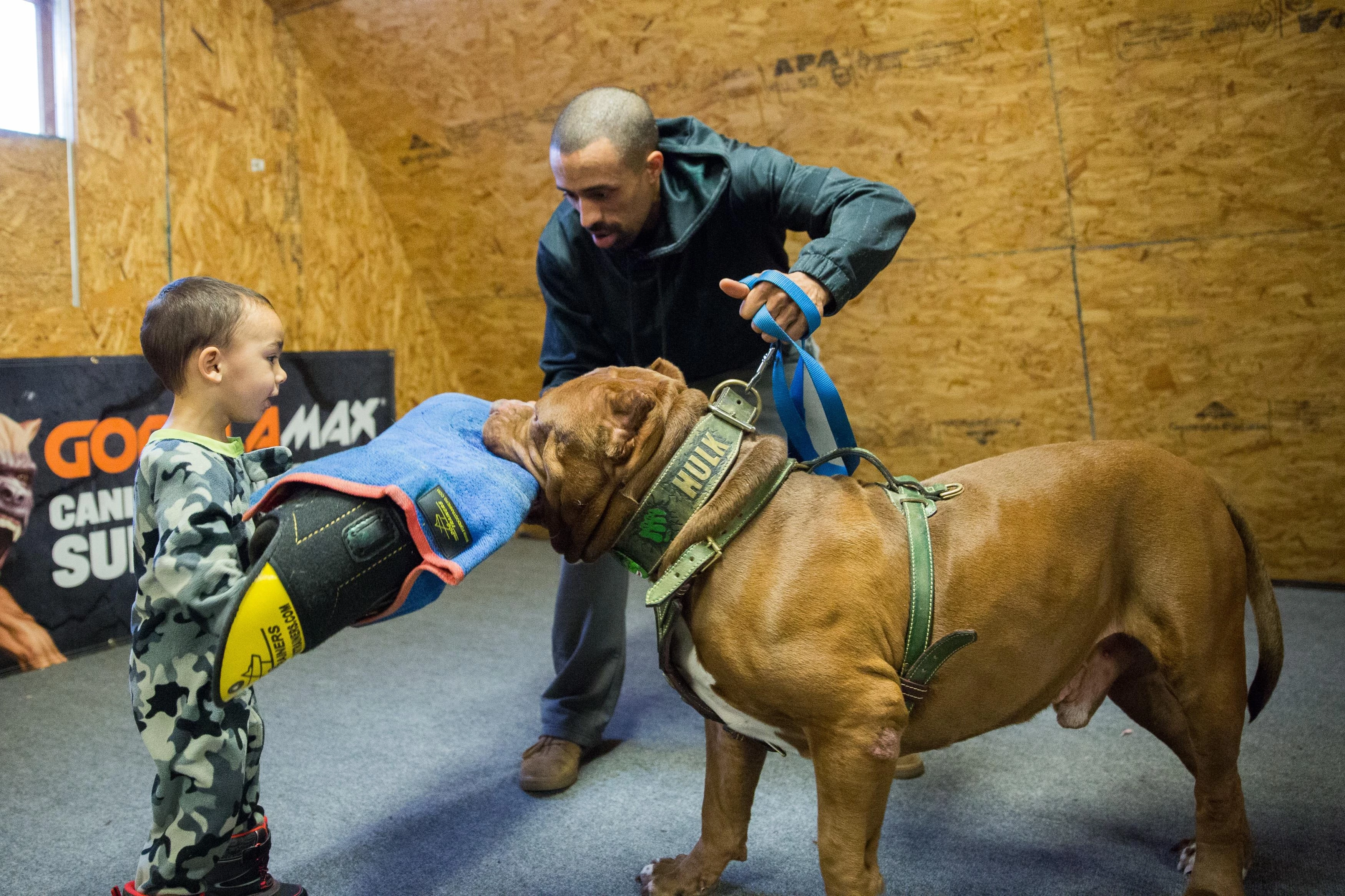 Recap: The World’s Biggest Pitbull Is A Gentle Giant