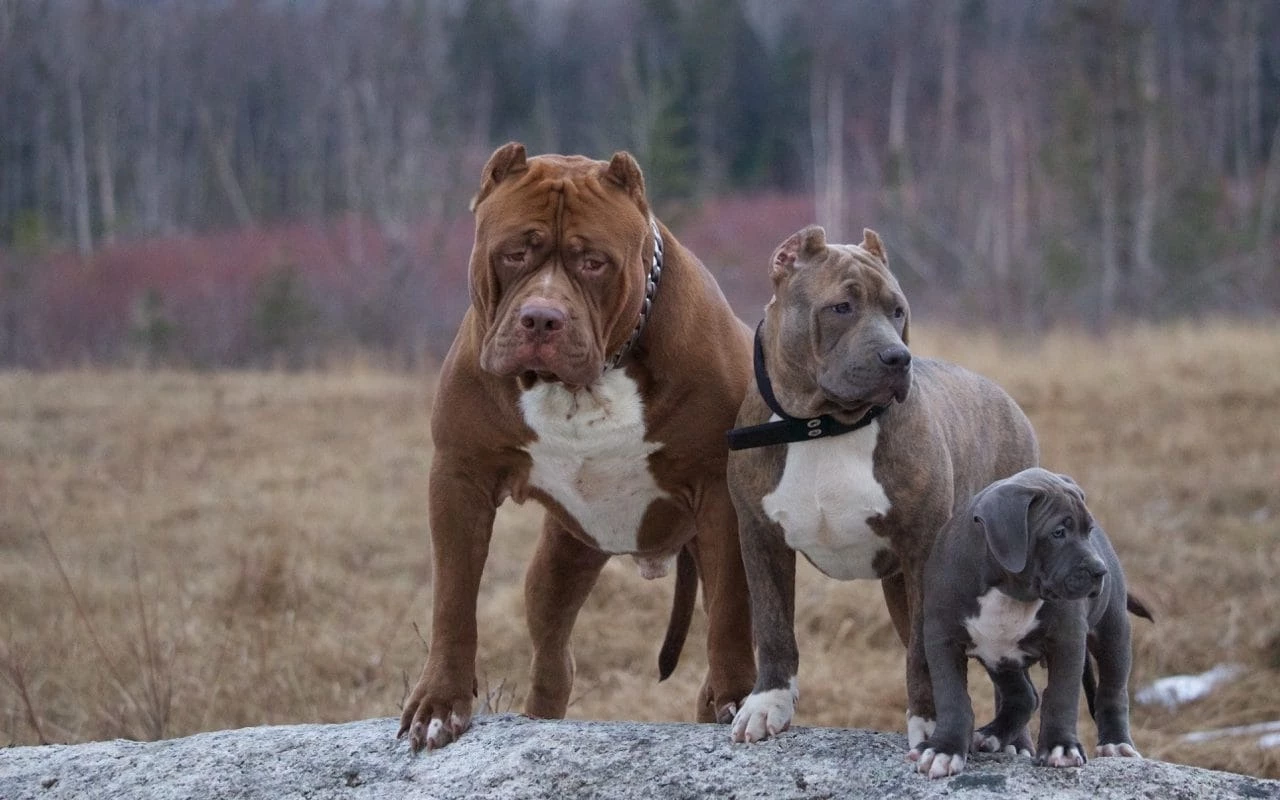 biggest bully breed