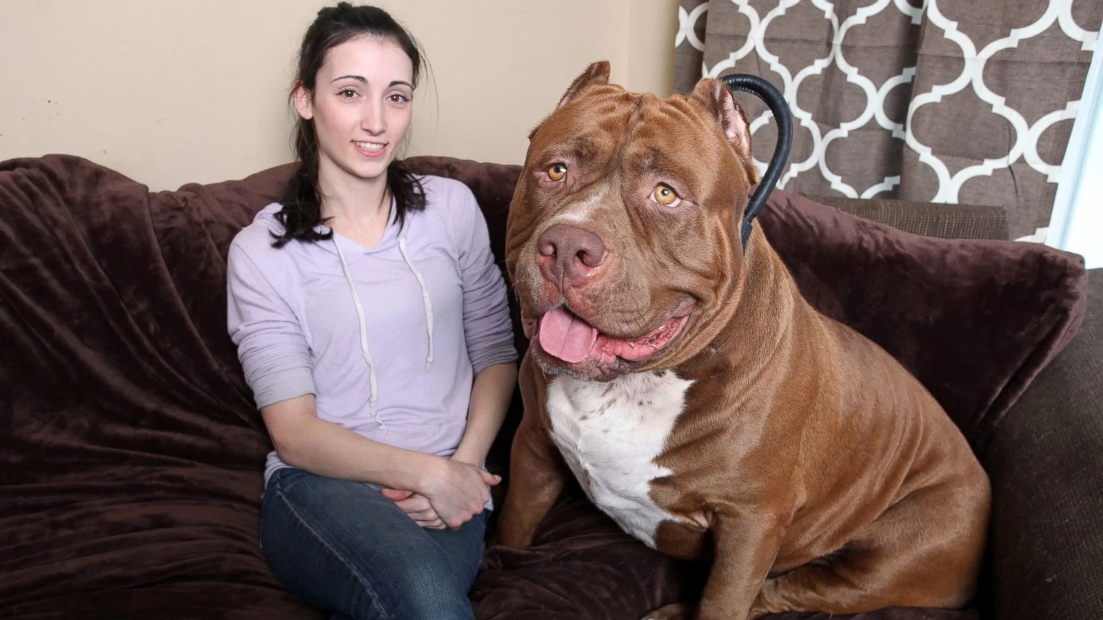 Meet Hulk, The Biggest Pitbull - big pitbull breeds