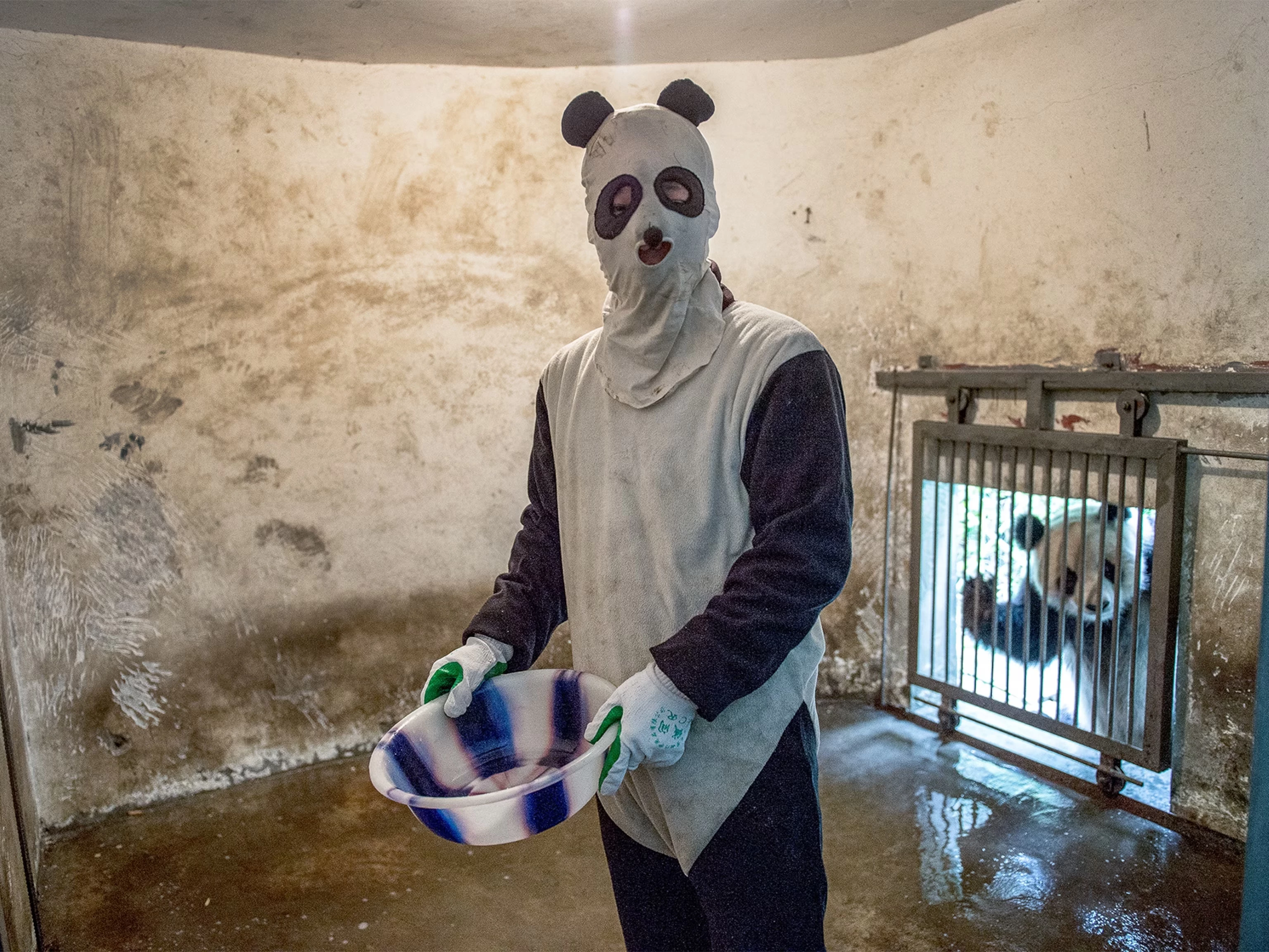 caretakers don panda disguises - funny jobs