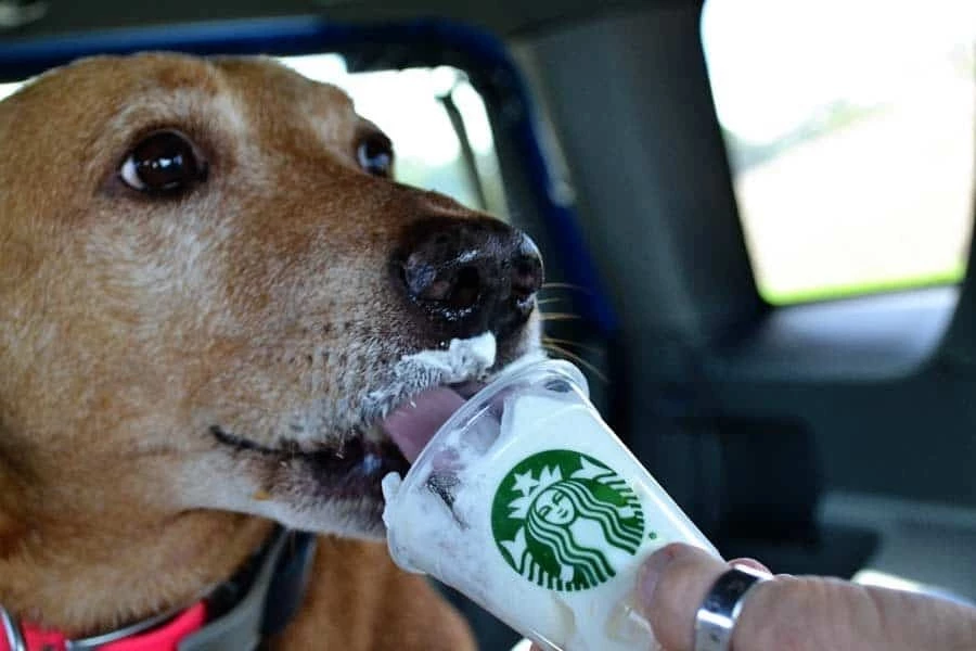 what is a pup cup from starbucks