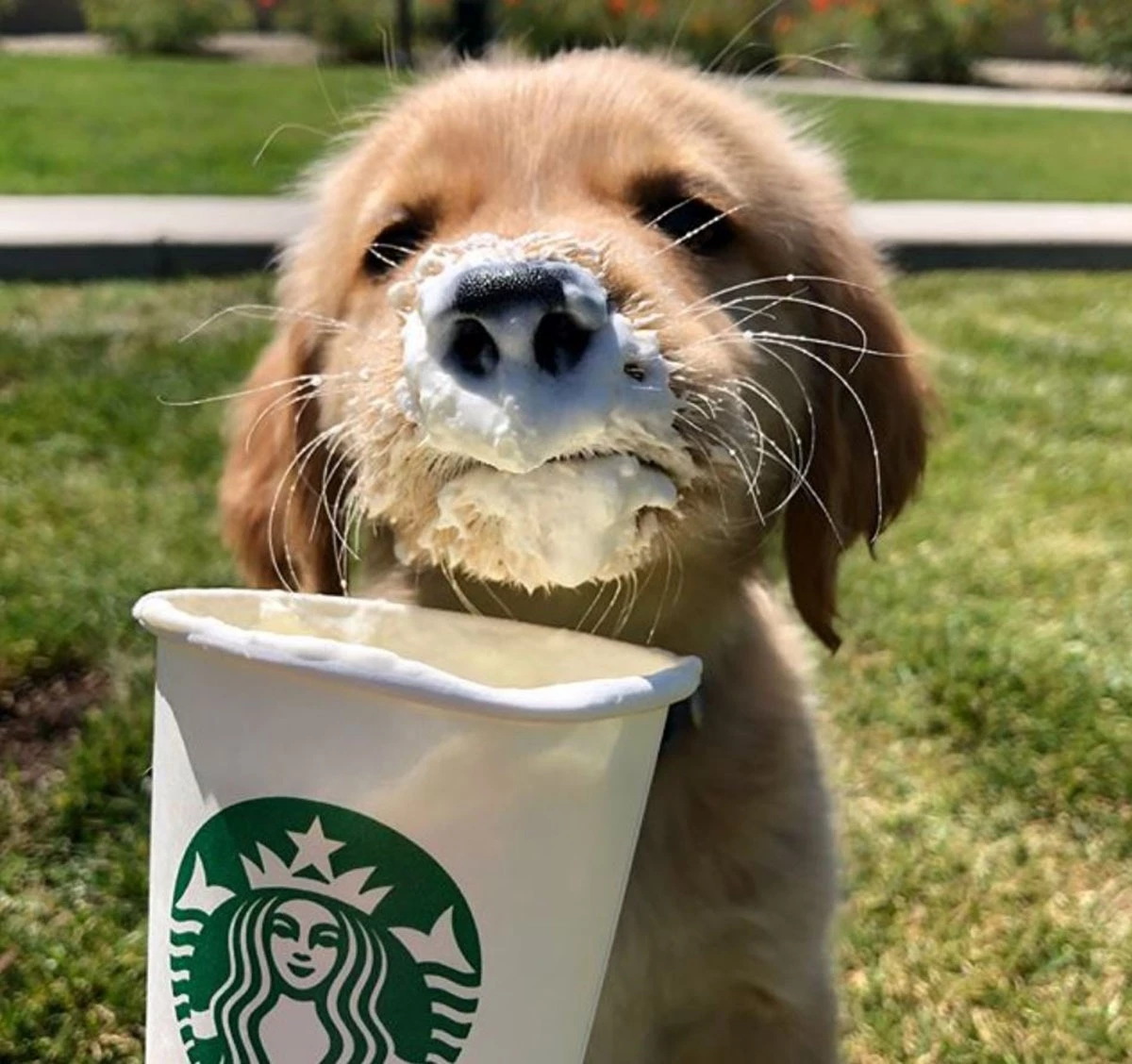 what is a pup cup starbucks