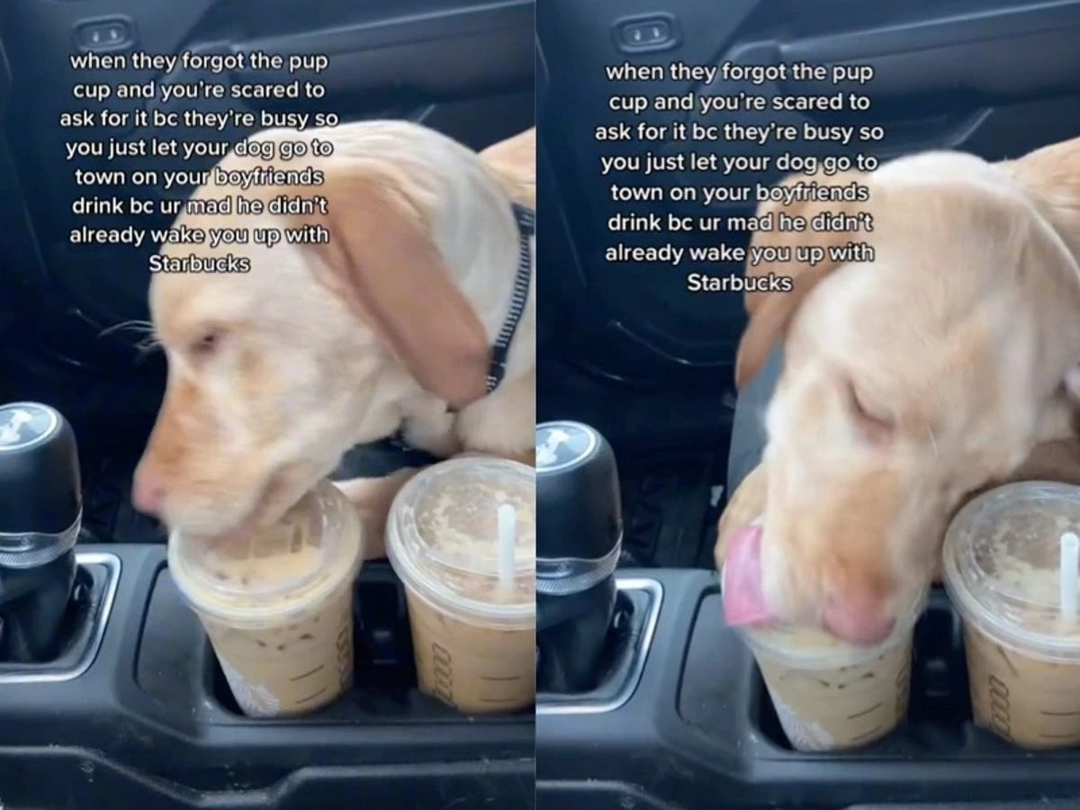 what is a puppacino