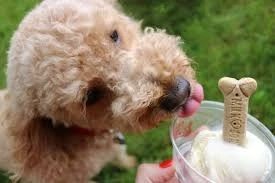 To Recap: What Is A Puppuccino?