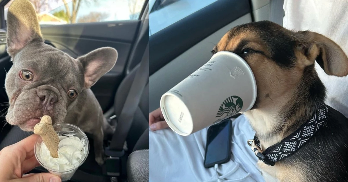 But Are Puppuccinos Safe For Dogs?