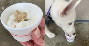 pup cup vs puppuccino