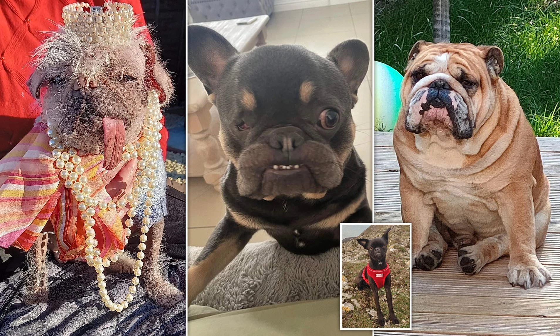 Recap: Heartwarming Stories About Ugly Dogs In The World