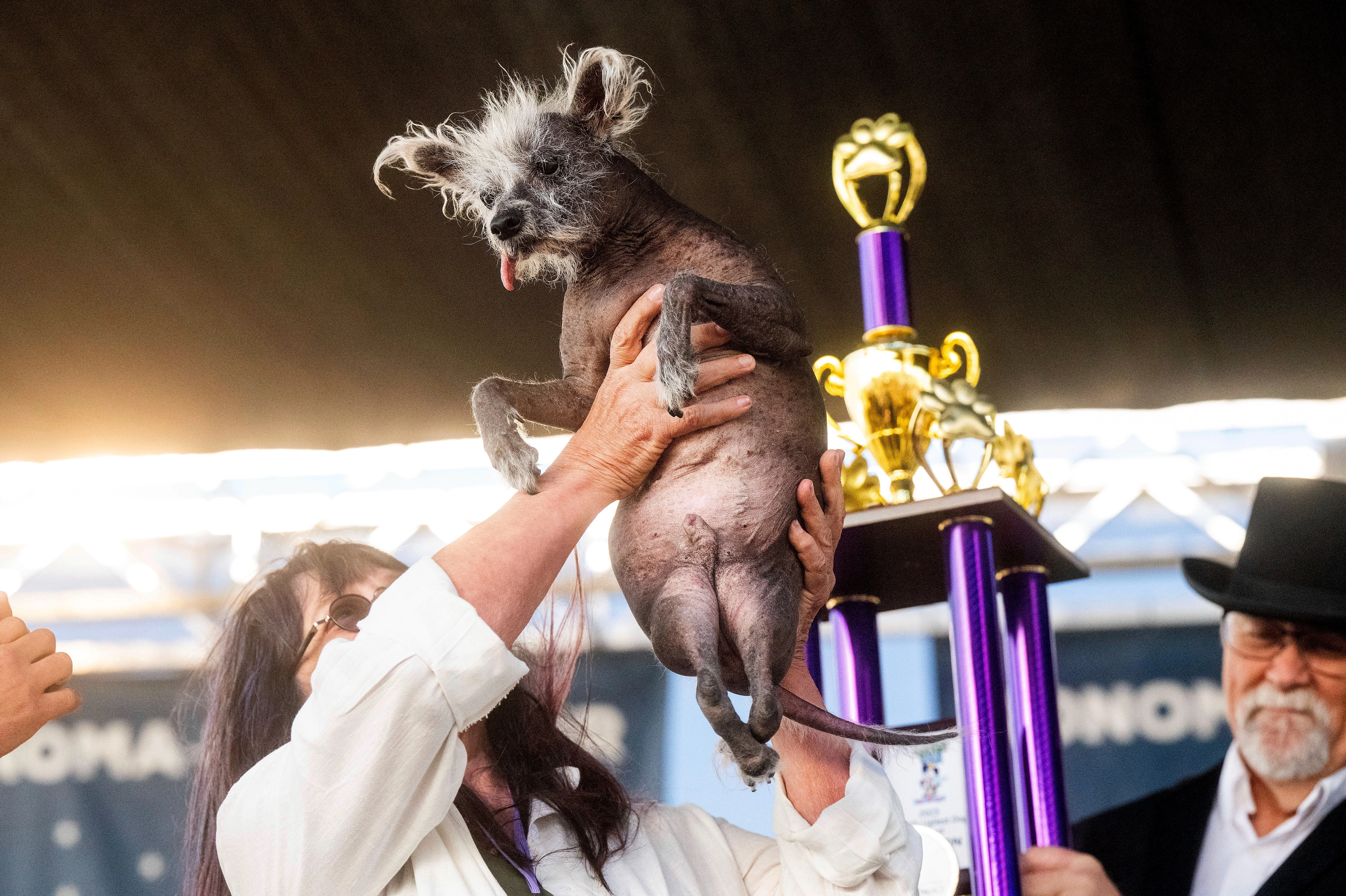 Introducing Scooter: 'The World's Ugliest Dog' with a Heart of Gold