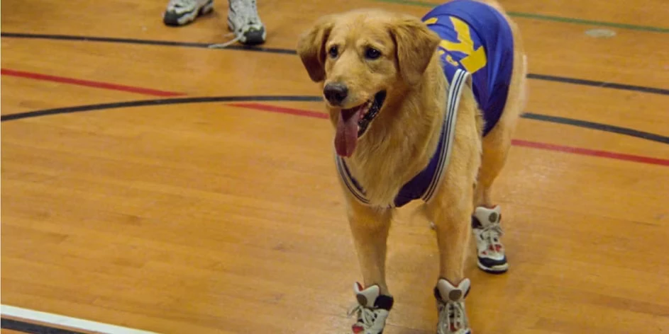 The Timberwolves in Air Bud (1997)