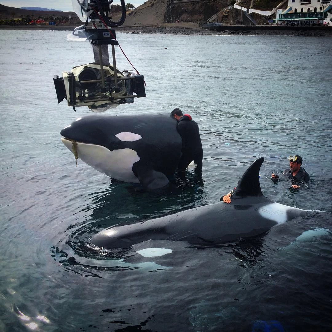 How to film a killer whale: