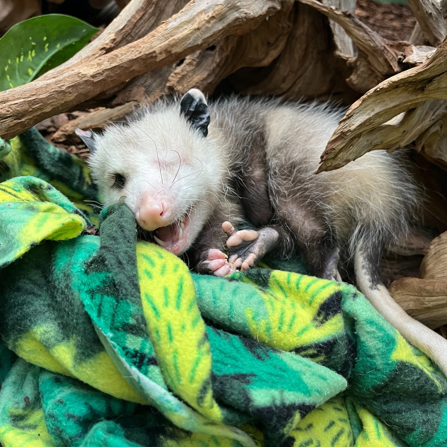 One-Eyed Opossum Named Basil