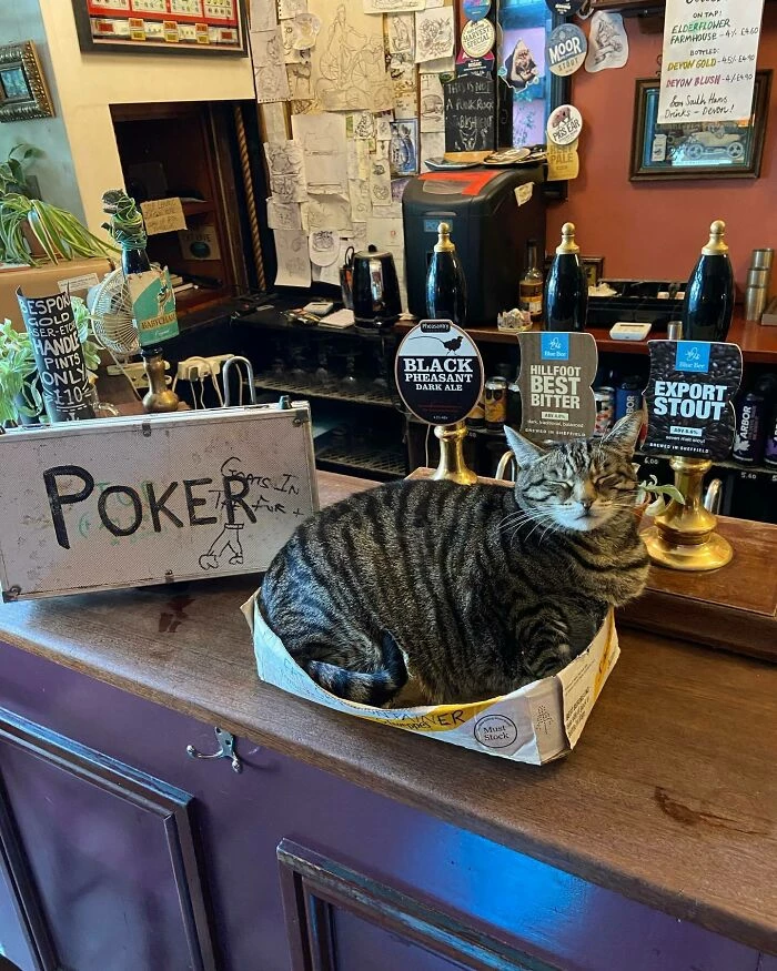 his pub would one day be overrun with cats