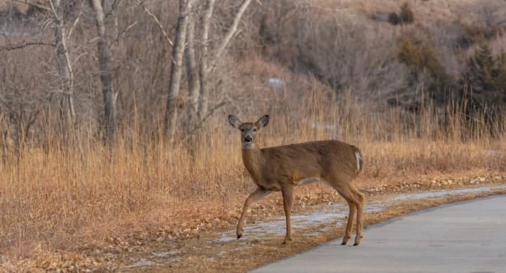 Stay cautious during deer breeding season