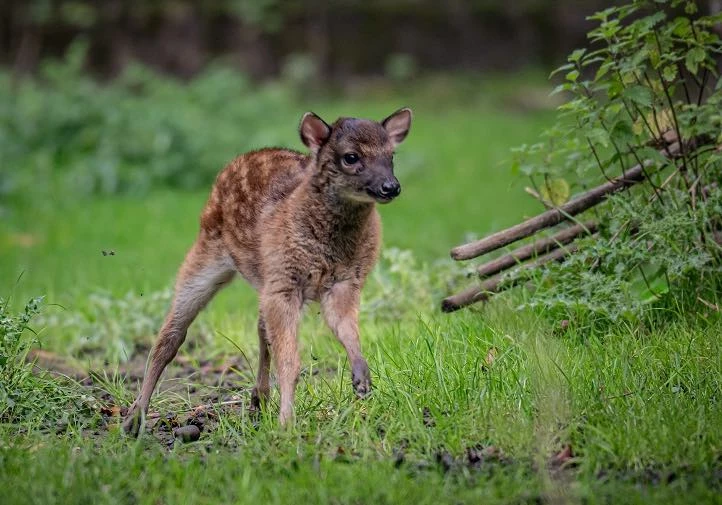 Hercules is the newly born Philippine spotted deer