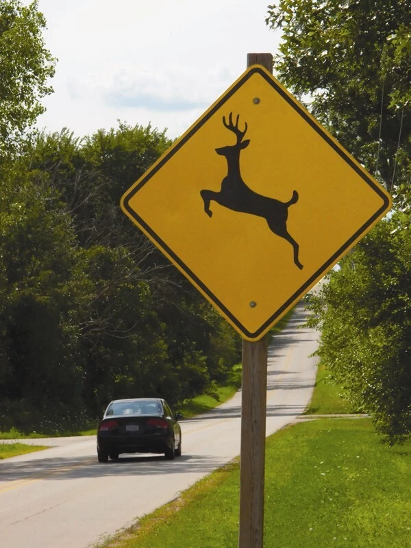 deer signal