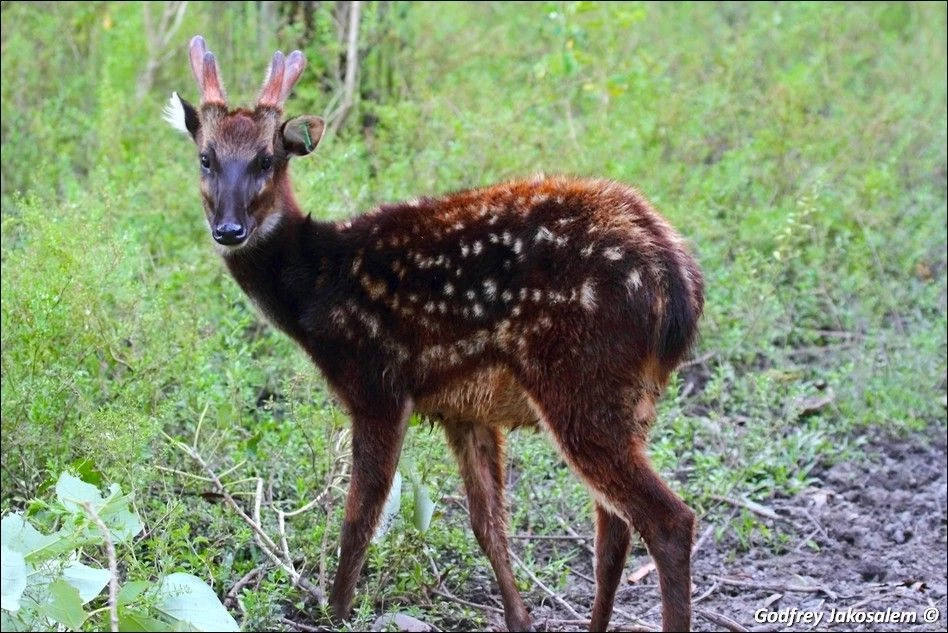 Philippine spotted deer are incredibly rare