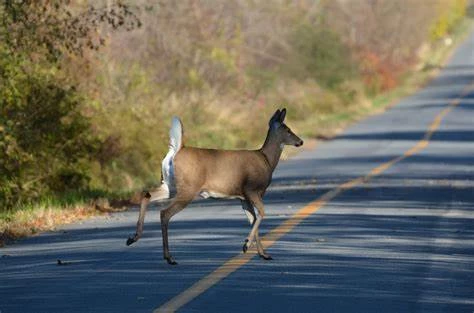 Other tips for if you strike or encounter an animal