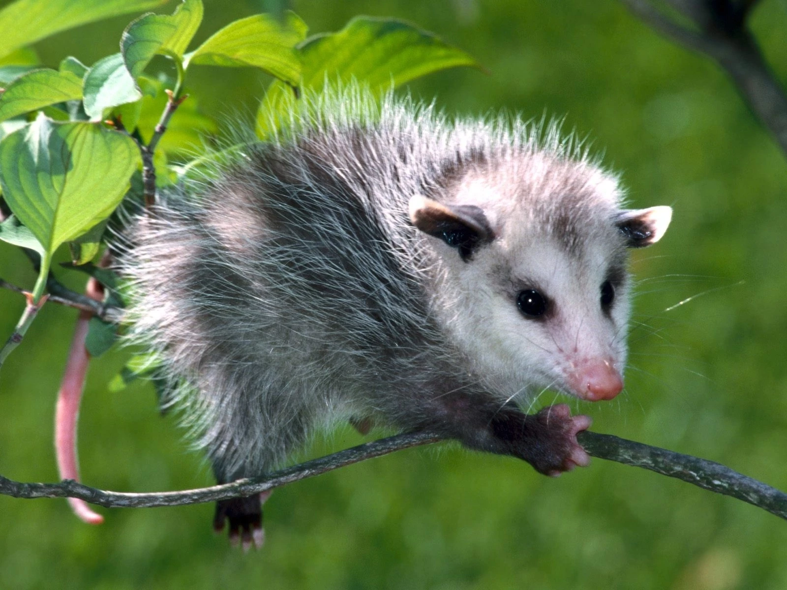 virginia opossum