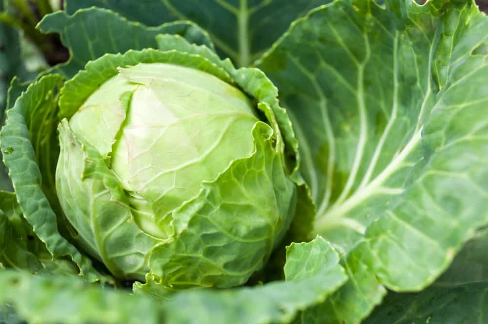 is cabbage good for dogs